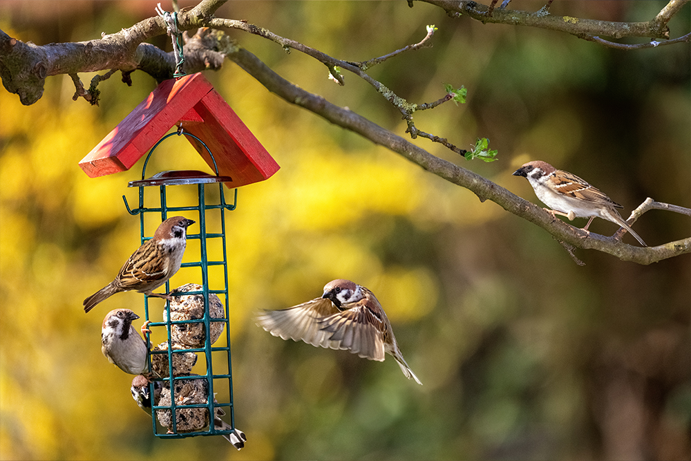 Tips to attract birds to your home
